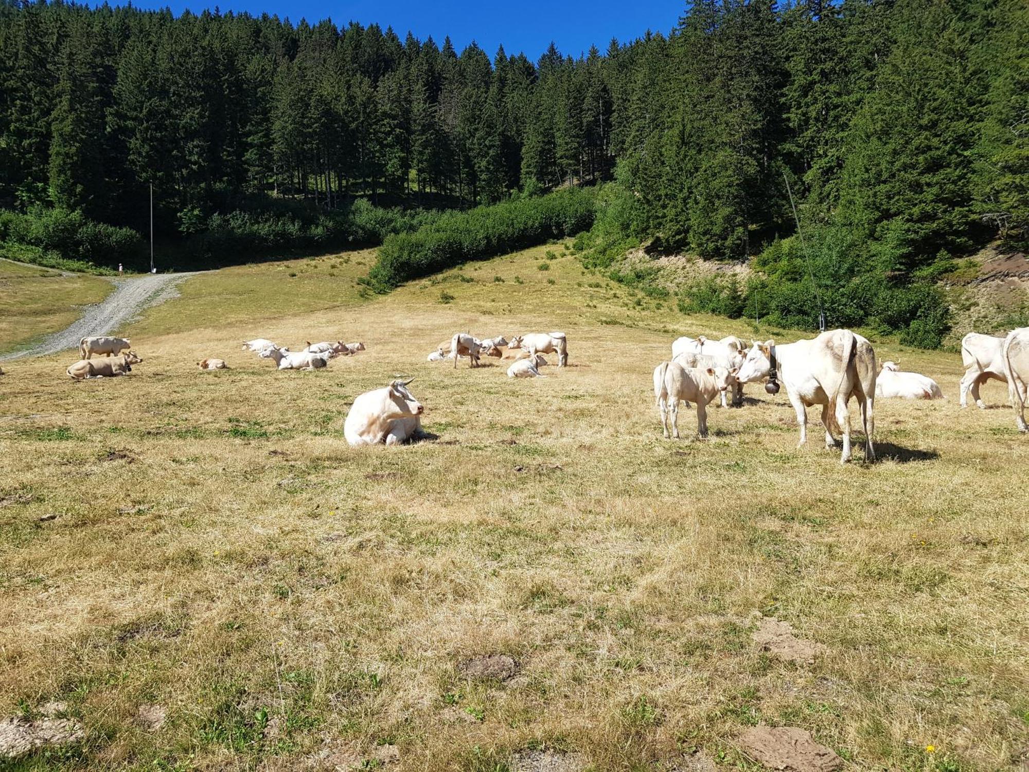 Les 7 Laux Immobilier Chalet E Prapoutel Eksteriør bilde
